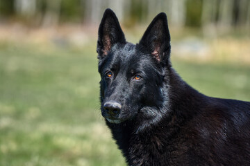 Portrait of a beautiful German Shepherd dog taken in a meadow on a sunny spring day in Skaraborg Sweden