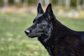 Portrait of a beautiful German Shepherd dog taken in a meadow on a sunny spring day in Skaraborg...
