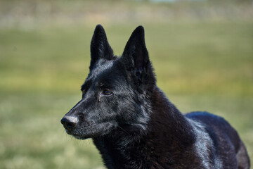 Portrait of a beautiful German Shepherd dog taken in a meadow on a sunny spring day in Skaraborg...