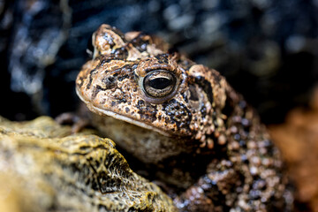 ナンブヒキガエルのマクロ