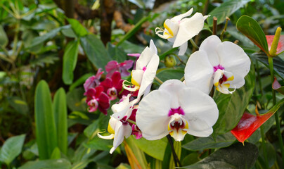 Moth Orchid flowers in the garden on blurred green background. Scientific name Phalaenopsis...