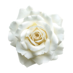 white rose isolated on transparent background Generative Ai