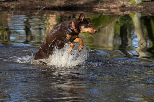 Side view of a beautiful brown mixed-breed dog with clear green eyes jumping out of water in a wilderness area near Lyon called "Serre Woods".