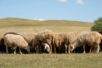 The sheep huddled together, hiding from the heat. Hills visible