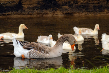 A goose with goslings swim on a small river