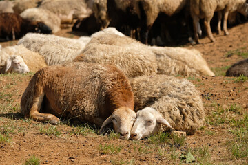Two sheep resting with their muzzles pressed together