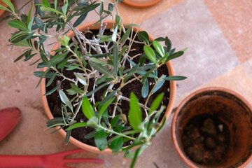 Replanting a houseplant. Young olive tree