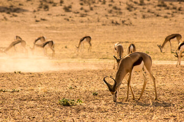 Early morning view of a Springbok ram, Antidorcas marsupialis, gazing on the sparse grass in the dry Aoub River bed, Kalahari Desert, with the rest of the herd in the dust in the background - Powered by Adobe