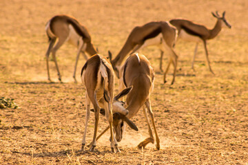 Two Young Springbok rams play fighting in the early morning, kicking up dust in the dry riverbed of...