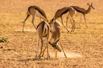 Two Young Springbok rams play fighting in the early morning, kicking up dust in the dry riverbed of...
