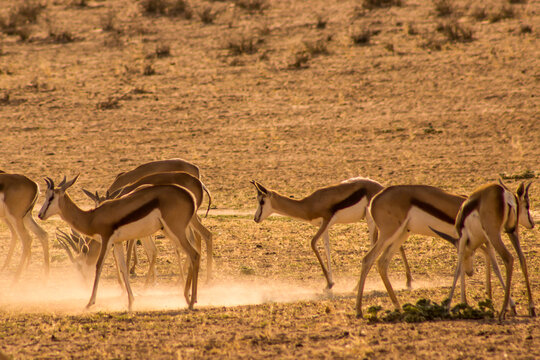 A Herd of Springbok, Antidorcas marsupialis, in a cloud of golden dust, backlit from the early morning sunrise in the Kgalagadi National Park, South Africa.