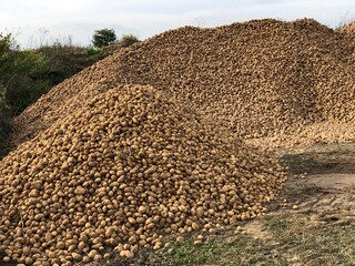 Harvest of potatoes in Picardy. Mareuil-la-Motte Hauts-de-France France. - 775058215