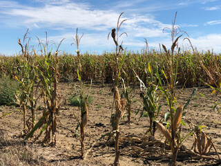 Drought in Hauts-de-France. Cereals in lack of water cannot develop normally. - 775059261