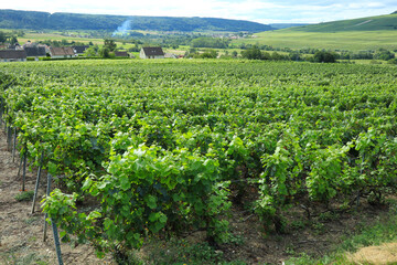 Vines in Champagne. Grapevine environment - 775059491
