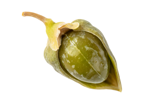 One fresh and raw caper berry, closeup and isolated