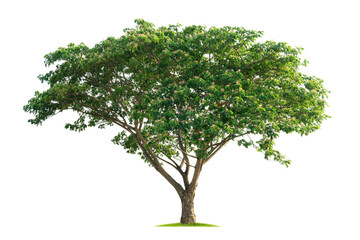 large tree with green leaves stands alone on a white background