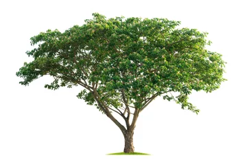 Tapeten large tree with green leaves stands alone on a white background © lovelyday12