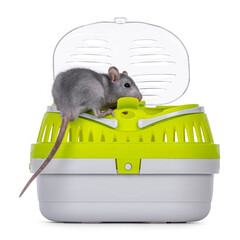 Tame cute young blue rat sitting in open travel container, standing on edge of the box. Llooking towards camera. Isolated on a white background.