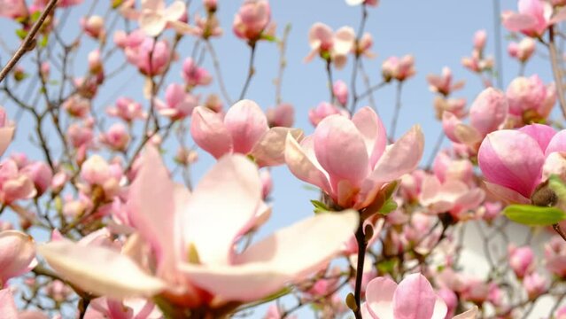 pink magnolia flowers