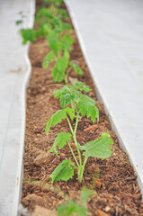 Newly planted bitter melon in greenhouse from polythene plastic on an agricultural field.