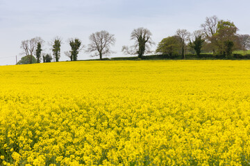 Obraz premium Bright Yellow Oilseed Rape or Rapeseed plant crop 
