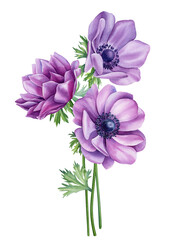 Fototapeta premium Vintage floral. Wildflowers anemone on isolated white background. Watercolor hand drawn botanical illustration, flora