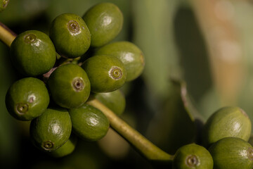Plantação de café brasileiro, região do Sul de Minas Gerais