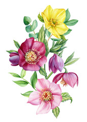 Summer floral. Wildflowers Hellebore on isolated white background. Watercolor hand drawn botanical illustration, flora