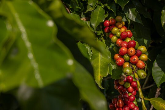 Plantação de café brasileiro, região do Sul de Minas Gerais, Café Vermelho Cereja