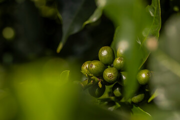 Plantação de café brasileiro, região do Sul de Minas Gerais