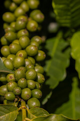 Cacho de café imaturo, Plantação de café brasileiro, região do Sul de Minas Gerais, Brasil