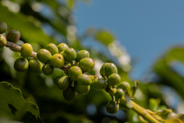 Plantação de café brasileiro, região do Sul de Minas Gerais