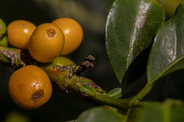 Closeup de fruto de café amarelo, Plantação de café brasileiro, região do Sul de Minas Gerais,...
