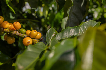 Fruto de café amarelo, Plantação de café brasileiro, região do Sul de Minas Gerais