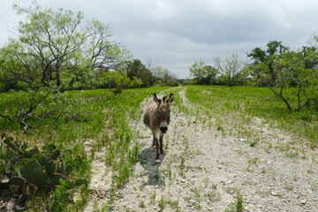 Mini donkey walking down path on Texas farm. - 775071465