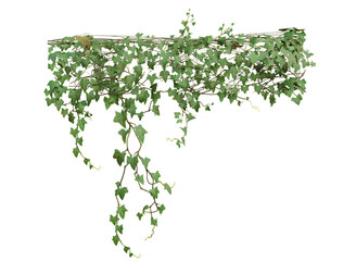 3d rendered green ivy isolated on transparent background 