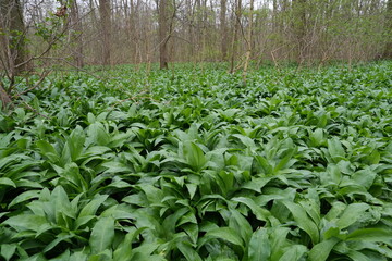 Waldboden voller Bärlauch (Allium ursinum), im Frühling, grüne Fläche, gesund, frisch, jung 