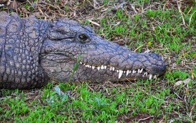 Nile crocodile in a wildlife sanctuary in Zimbabwe