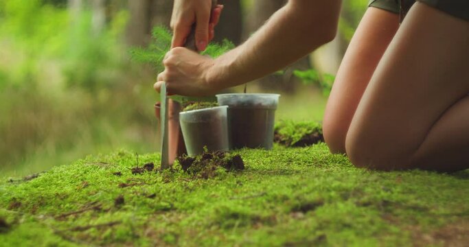 Woman prepares the soil for planting young seedlings, a person engages in an Arbor Day reforestation activity. Small pine trees in the background in pots.