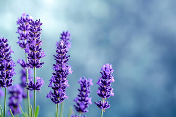 Obraz premium Beautiful lavender flowers on a vibrant blue background with copy space for text, perfect for summer design projects