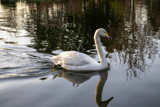 A swan with a yellow beak gracefully swims in the lake