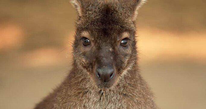 Red-necked wallaby close-up, Macropus rufogriseus, also known as the Bennett's wallaby. High definition shot at 4K, 60 fps video footage.