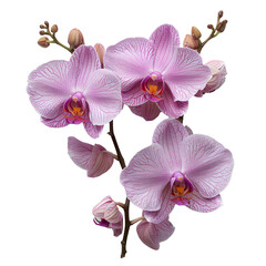 Fototapeta na wymiar Pink orchid flower PNG. Orchid flower top view. Fully bloomed pink orchid flower flat lay PNG