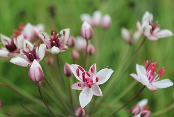 Photo of a Butomus umbellatus flower. High quality photo