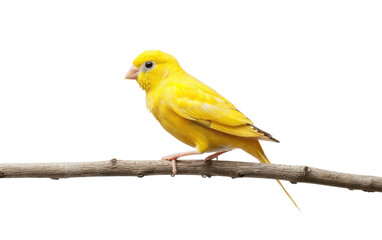 Fototapeta premium Branch Harmony: Canary's Roost isolated on transparent Background