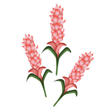 Teuila Flower, The National Flower of Samoa

