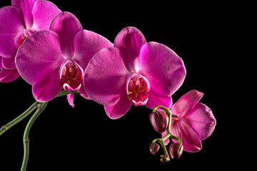 Beautiful pink orchid isolated on a black background. - 775082250