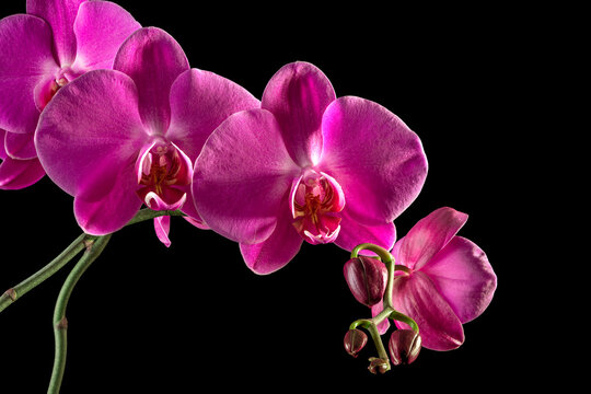 Beautiful pink orchid isolated on a black background.
