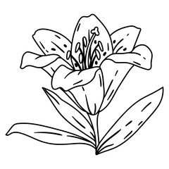 Illustration of lily flower. Beautiful decorative plant.