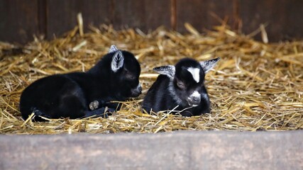 Two cute baby goats (Capra hircus) resting in straw